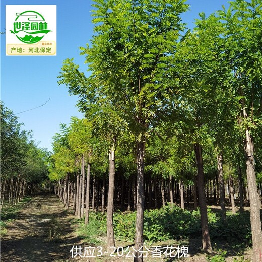 17公分香花槐產(chǎn)地價格,紅花刺槐樹