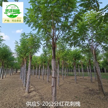 江西萍鄉(xiāng)紅花刺槐,紫花槐