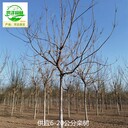 山西呂梁欒樹苗圃批發(fā)