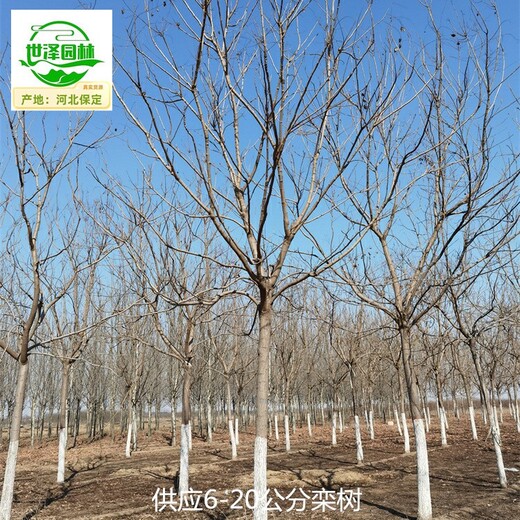 10公分欒樹產地報價
