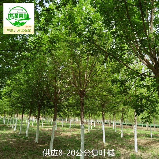 新疆阿勒泰復葉槭苗圃批發,金葉復葉槭