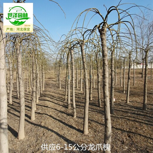 10公分龍爪槐產地報價,國槐樹