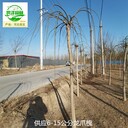 18公分龍爪槐批發(fā)價(jià),垂槐