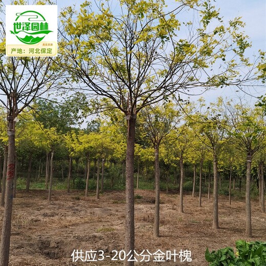 陜西西安金葉槐,國槐