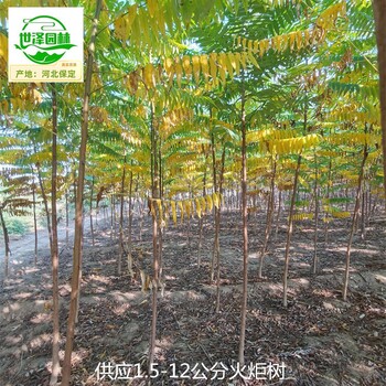 5公分火炬樹苗木批發(fā),適應(yīng)性廣