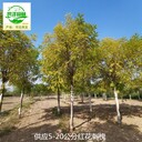 7公分紅花刺槐苗圃出售,紅花槐