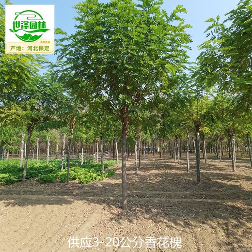 新疆博爾塔拉香花槐苗圃基地,五七香花槐