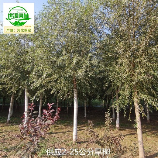 安徽黃山旱柳苗圃供應,竹柳