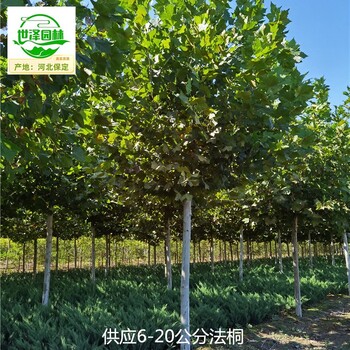 18公分法桐苗圃基地,法國梧桐
