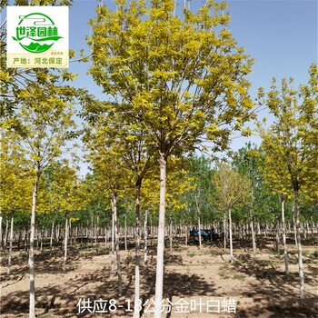 13公分金葉白蠟樹(shù)苗供應,黃蠟