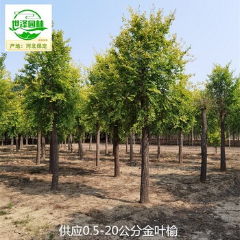 4公分金葉榆樹供應,美人榆