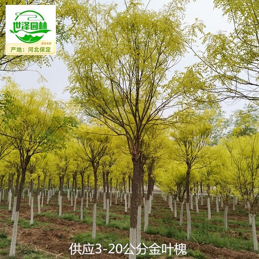 河北張家口金葉槐價(jià)格