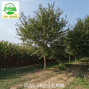江西九江五角楓苗木供應(yīng)