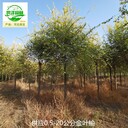 15公分金葉榆產(chǎn)地,美人榆