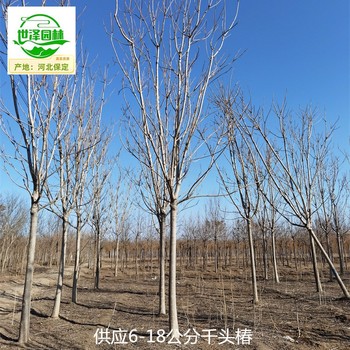 6公分千頭椿基地出售,臭椿樹