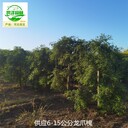 18公分龍爪槐樹苗批發(fā),國槐樹
