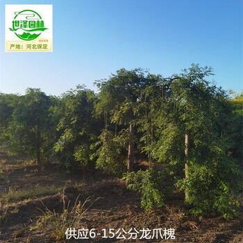 攀枝花龍爪槐