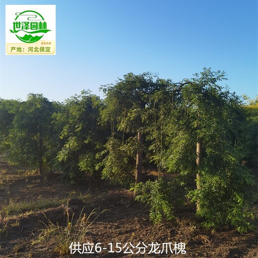 龍爪槐苗木出售