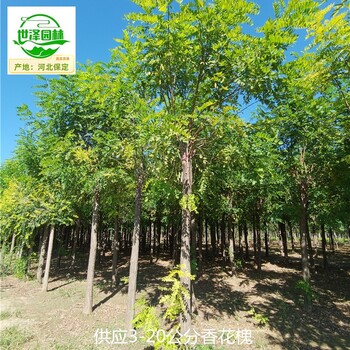 廣西北海香花槐
