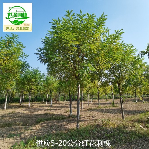 重慶紅花刺槐基地價(jià)格