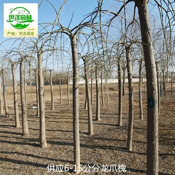 15公分龍爪槐苗圃出售