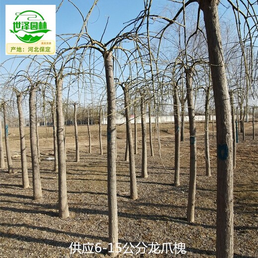 山西龍爪槐