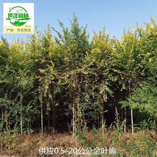 2公分金葉榆苗木價格,美人榆
