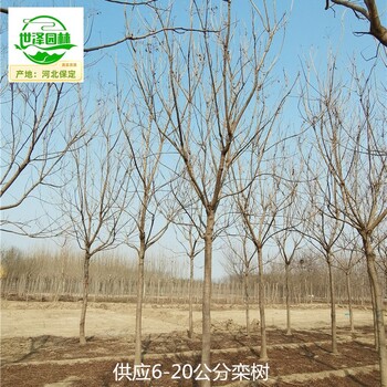 10公分欒樹廠家價格,北欒