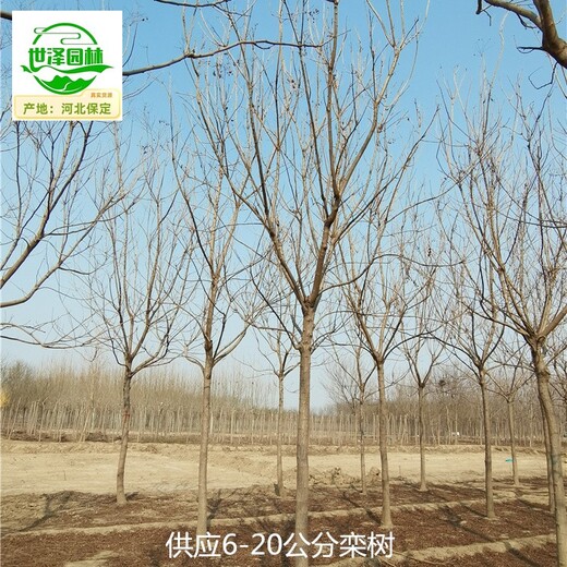 13公分欒樹(shù)基地供應