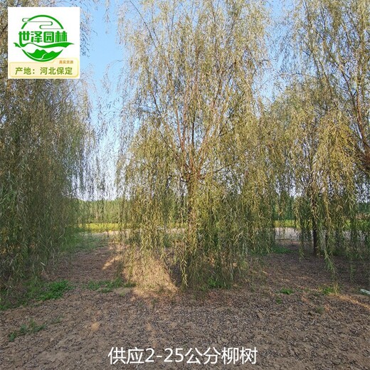 西藏那曲柳樹苗圃