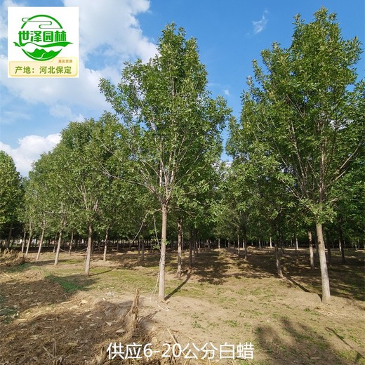 德陽(yáng)白蠟,樹形美觀