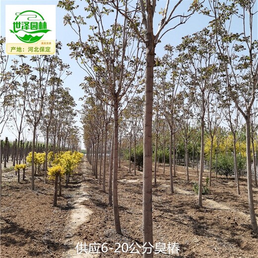 重慶豐都臭椿基地,多種規(guī)格