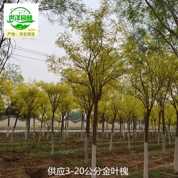 甘肅白銀金葉槐,國(guó)槐