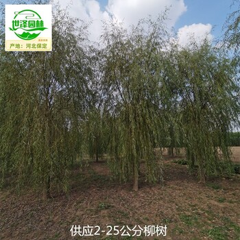 12公分柳樹基地出售,青皮垂柳
