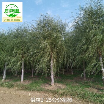 6公分柳樹苗木報(bào)價(jià),青皮垂柳