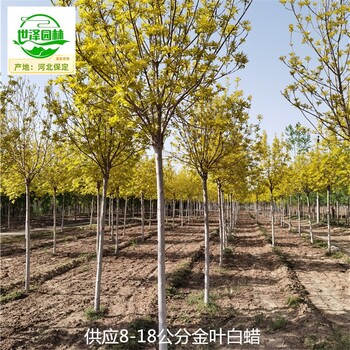 17公分金葉白蠟樹苗出售,黃蠟
