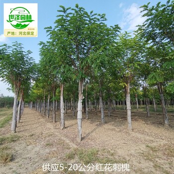 13公分紅花刺槐基地價格,紫花槐