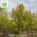 河南信陽(yáng)金葉榆,美人榆