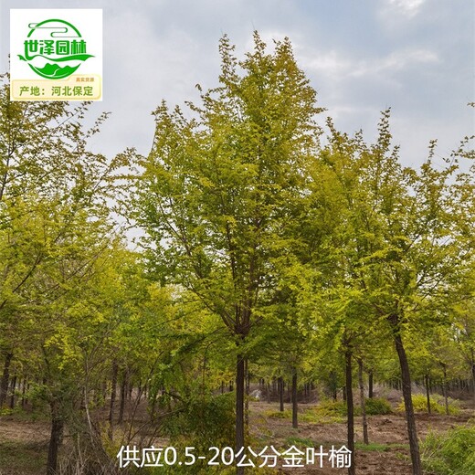 25公分金葉榆基地供應(yīng)