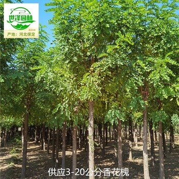 重慶潼南香花槐基地批發(fā),紫花槐