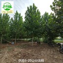 安康法桐基地供應(yīng)
