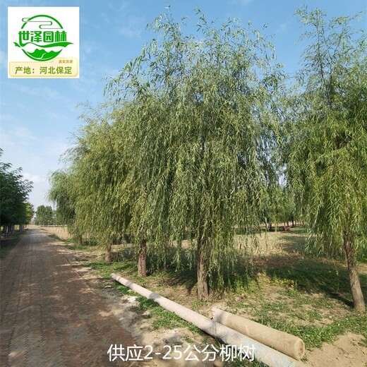 17公分柳樹(shù)苗圃供應(yīng),垂柳