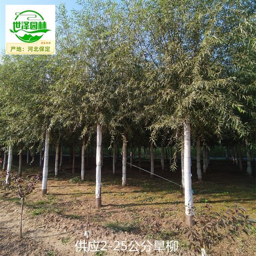 重慶綦江旱柳樹(shù)出售