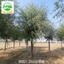 湖北咸寧旱柳苗圃基地