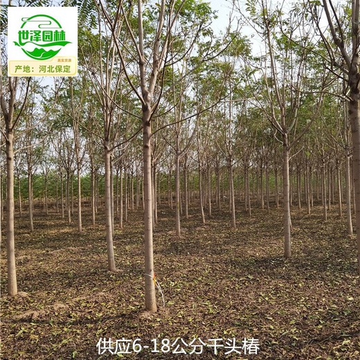 2公分千頭椿產(chǎn)地供應(yīng)