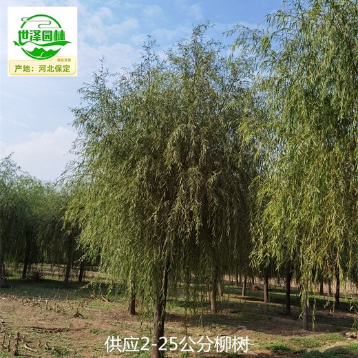 四川成都9公分柳樹(shù)苗圃