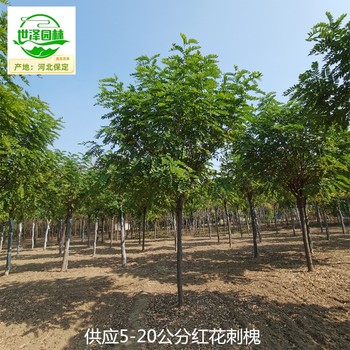 14公分紅花刺槐苗木報價,紫花槐