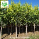 江蘇無錫金葉榆苗木基地