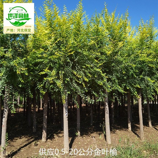 10公分金葉榆產(chǎn)地出售,美人榆