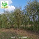 重慶江北22公分柳樹(shù)價(jià)格